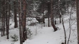 Марал на Восточном входе заповедника Столбы в Красноярске