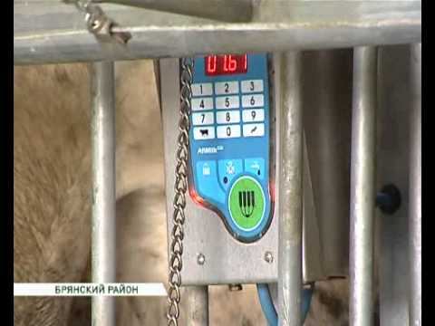 Агрохолдинг «Охотно» открыл современную молочно-товарную ферму смотреть онлайн