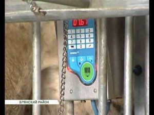 Агрохолдинг «Охотно» открыл современную молочно-товарную ферму