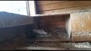 #Astrakhan #Pigeons Краснобашие голуби! Курские голуби! В гостях у д.Сергея.