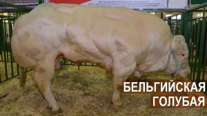 Впервые в России! Быки мутанты? Нет! Бельгийская голубая порода мясного скота. Золотая Осень-2017