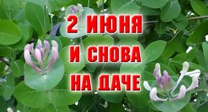 2 июня. Прогулка по саду. Подкисляю гортензии, проливаю лилии