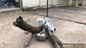Экскурсии на ферму миниатюрных лошадок и мини-зоопарк в КСК Созидатель г.Лыткарино МО