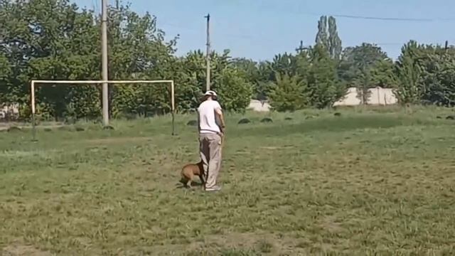 Дрессировка питбуля на базе питомника "ЛИРА" смотреть онлайн