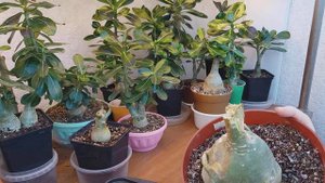 Адениумы. СУХАЯ ГНИЛЬ. прививки  из Вьетнама.