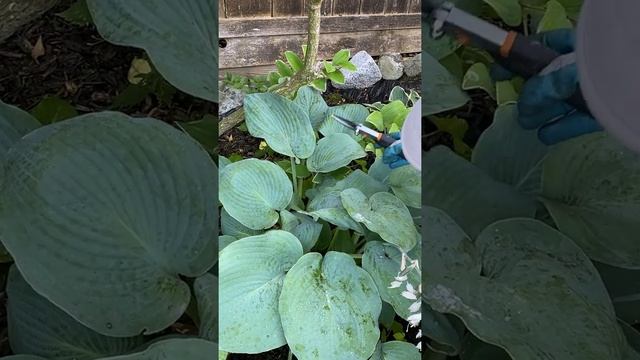 Deadhead For Hosta "Elegans" - August 5