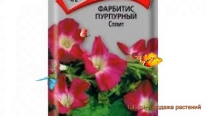 Фарбитис пурпурный Пурпурный Сплит ? обзор: как сажать, семена фарбитиса Пурпурный Сплит