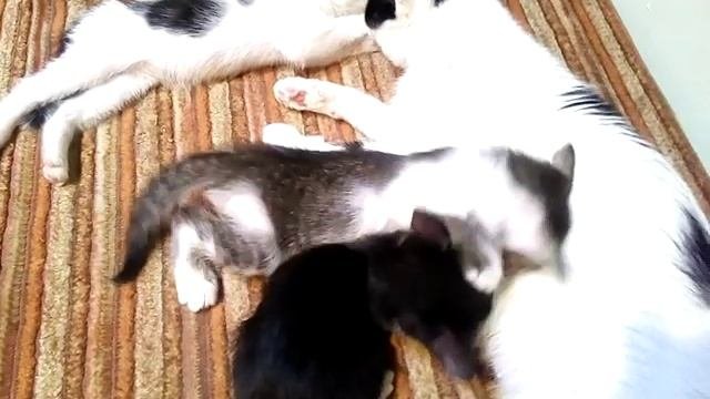 Отдадим котят в хорошие руки