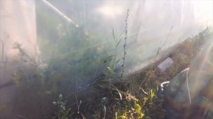 Упала малообьемка . ДЕШЕВЫЙ РАССАДНИК для клубники