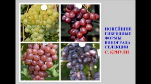 Новейшие г ф селекции С Криули
