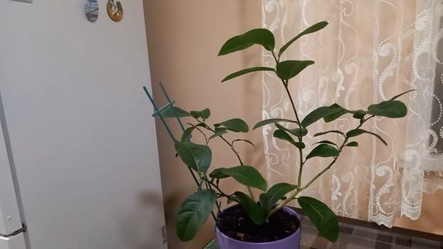 Щитовка на цитрусовых. И как от неё избавиться. смотреть онлайн