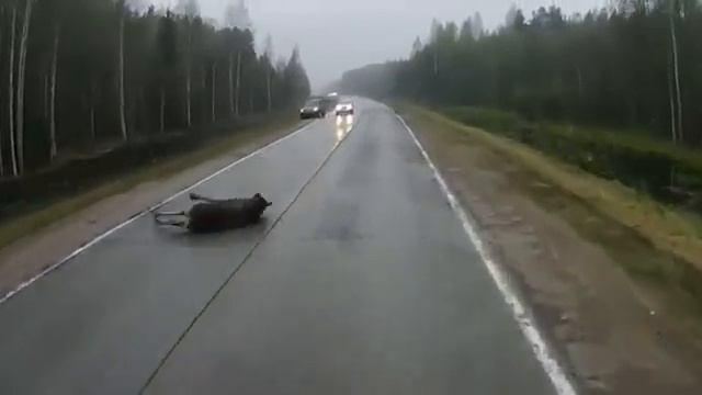Лося занесло на трассе изза перегазовки смотреть онлайн