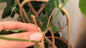 БУГЕНВИЛЛИЯ ПРИВИВКА РАЗНЫМИ СОРТАМИ