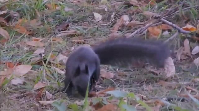 Щустрая чёрная белочка. A slinky black squirrel.