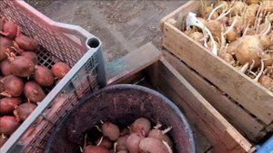 Дела весенние . Посадка картофеля в гребни- под лопату