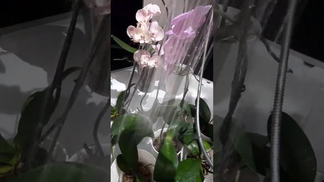 Купание орхидей под душем 💦🌼🌸🌺 Bathing orchids in the shower #релакс #музыка #орхидеи