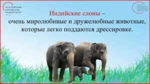 1 класс  Окружающий мир  Где живут слоны