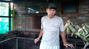 Купание и кормление нутрий. Нутрии .