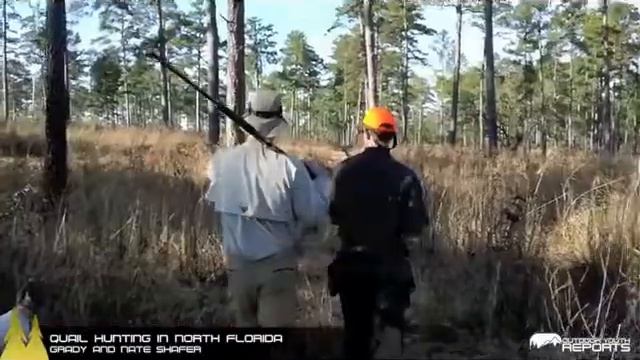 Виргинская куропатка Охота с легавыми собаками смотреть онлайн