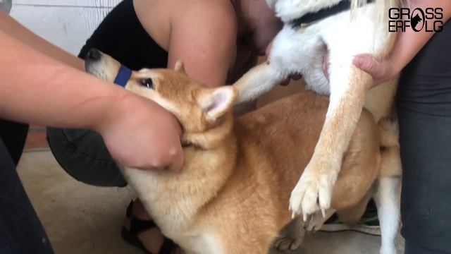 Вязка собак породы Сиба-ину / Очень дерзкая сука! Кобели боятся / Развязываем кобеля