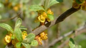 Облепиха всем хороша, но попробуй дотянись. (Садовод Андрей Туманов)