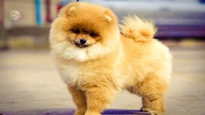 Самые маленькие собаки. ПАПИЛЬОН. ЧИХУАХУА. БРЮССЕЛЬСКИЙ ГРИФФОН. АФФЕНПИНЧЕР. Маленькие собачки