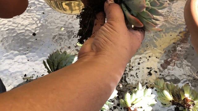 Echeveria Violet Queen |Transplante, Cuidados y Riego смотреть онлайн