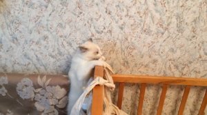 Вот чем отличаются рэгдоллы от обычных кошек