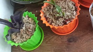 Неорегелия