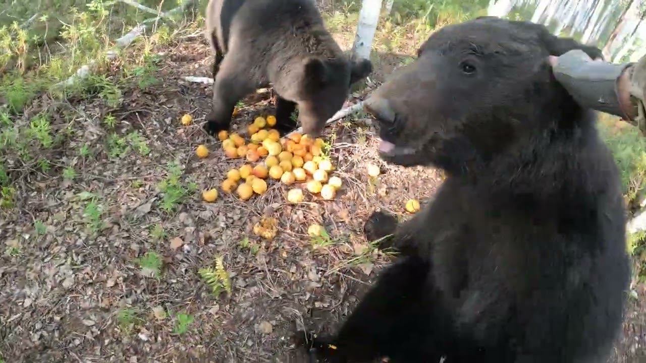 Медведи заелись. смотреть онлайн