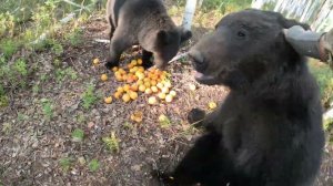 Медведи заелись.