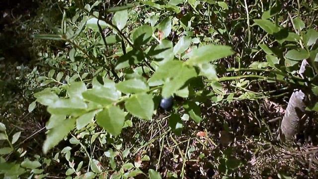 Черника, лес. природа, поход! Черника всё таки пошла 06.07.2022 года! смотреть онлайн