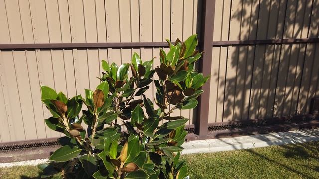 Магнолия Грандифлора LITTLE GEM Осенью смотреть онлайн