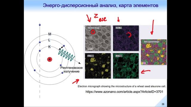 Электронная микроскопия. Лекция 2. смотреть онлайн