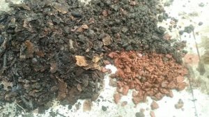 Bonsai Delima ( Punica Granatum )  part 1