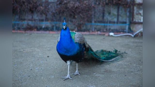 Притча о вороне и павлине