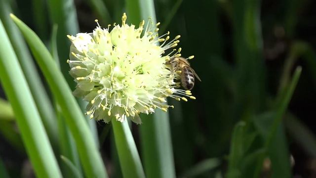 Пчёлы трудятся :] смотреть онлайн