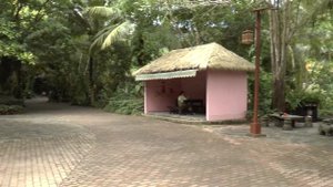 Тропический лес. Парк Янода. Лучшая экскурсия. Хайнань. Китай