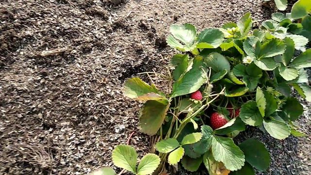 ✓1044. Клубника после заморозков. смотреть онлайн