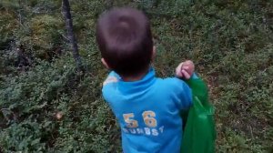 Как сделать целебное Кедровое Масло