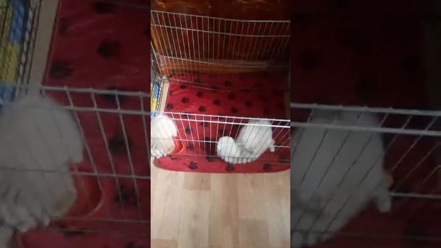 Малыши померанцы