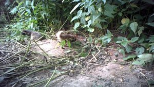 Про енотовидную собаку и охоту на нее