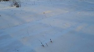 Какое любимое время года у Сибирской Хаски