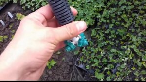 Система полива в теплице