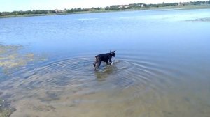 Доберман играет с осликом, прогулка с доберманом на озеро