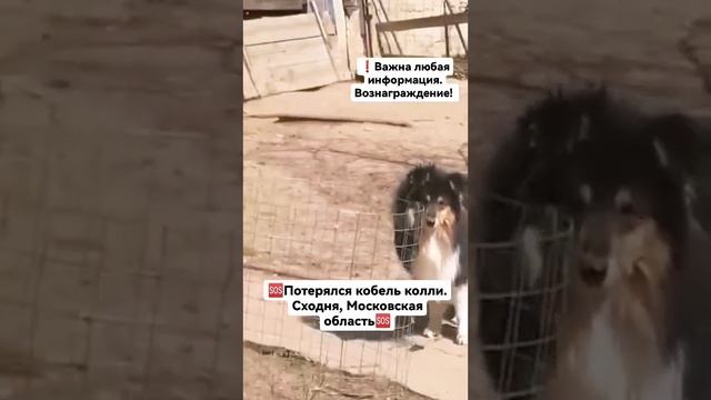 Найти Монти/колли/.Пропал в июле 2023 года..