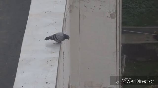 ДИМООН . КАК ГОЛУБЬ УПАЛ С КРЫШИ смотреть онлайн