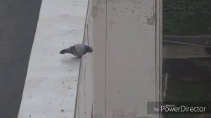 ДИМООН . КАК ГОЛУБЬ УПАЛ С КРЫШИ
