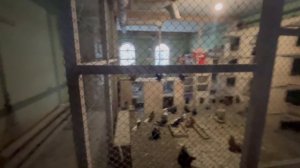 Голуби Скороходова Владимира Николаевича