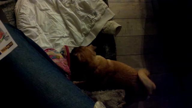 #собака бесится смотреть онлайн